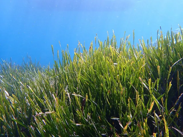 Posidonia sulla spiaggia